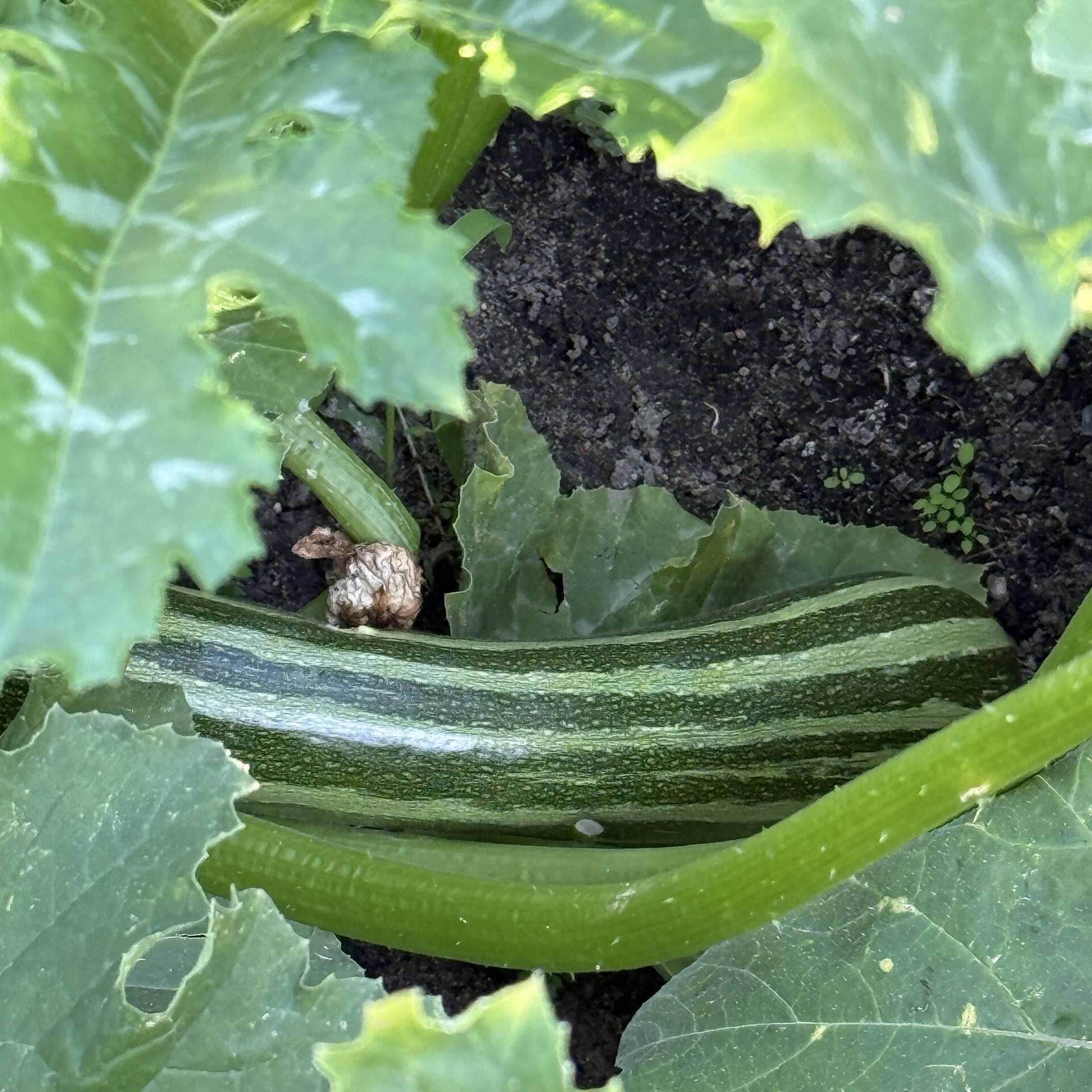 Cukinia (zucchini) rosnąca w ogrodzie