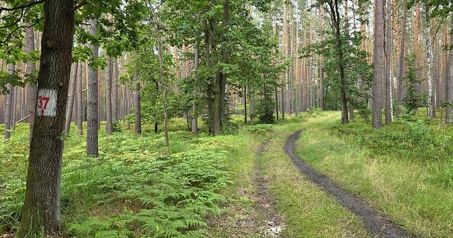 Dojazd pożarowy 37 do Wielichówki – leśna droga