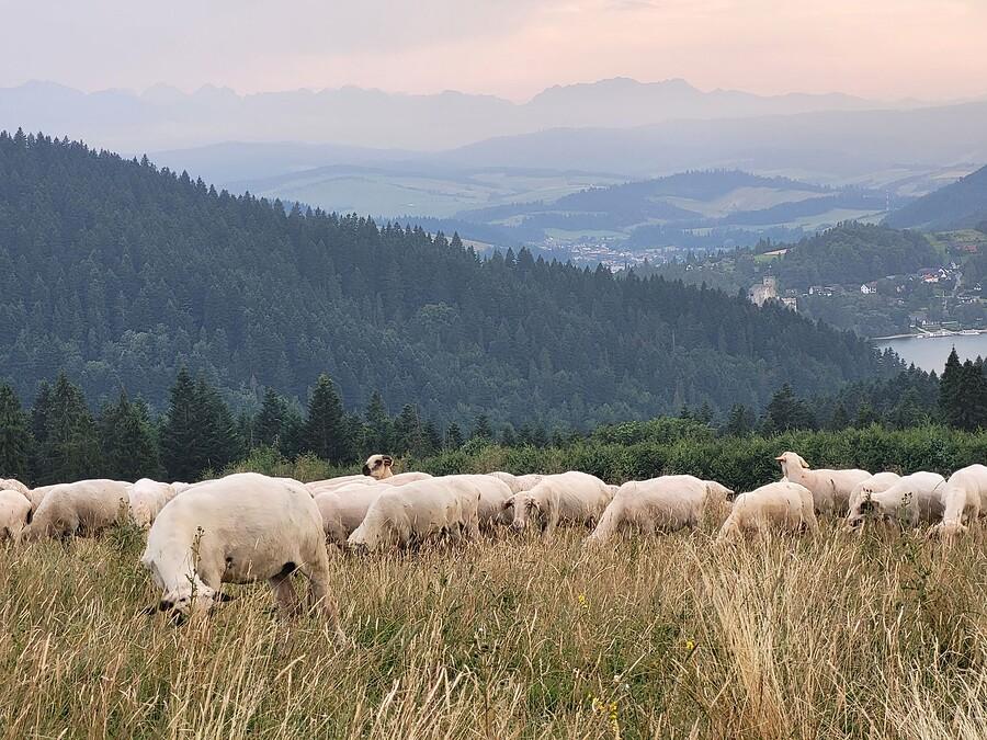 Owieczki na polanie majerz