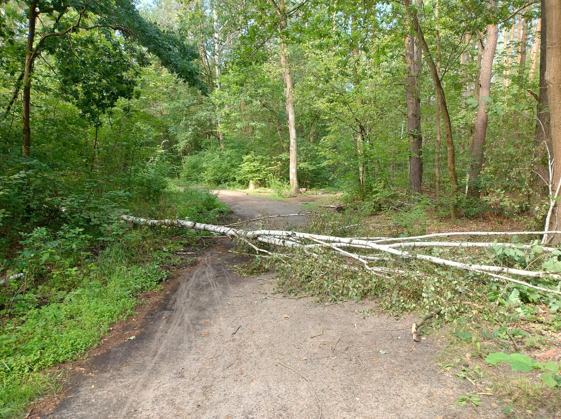 Wiatrołom po nocnej burzy. Trzeba było przenieść rower