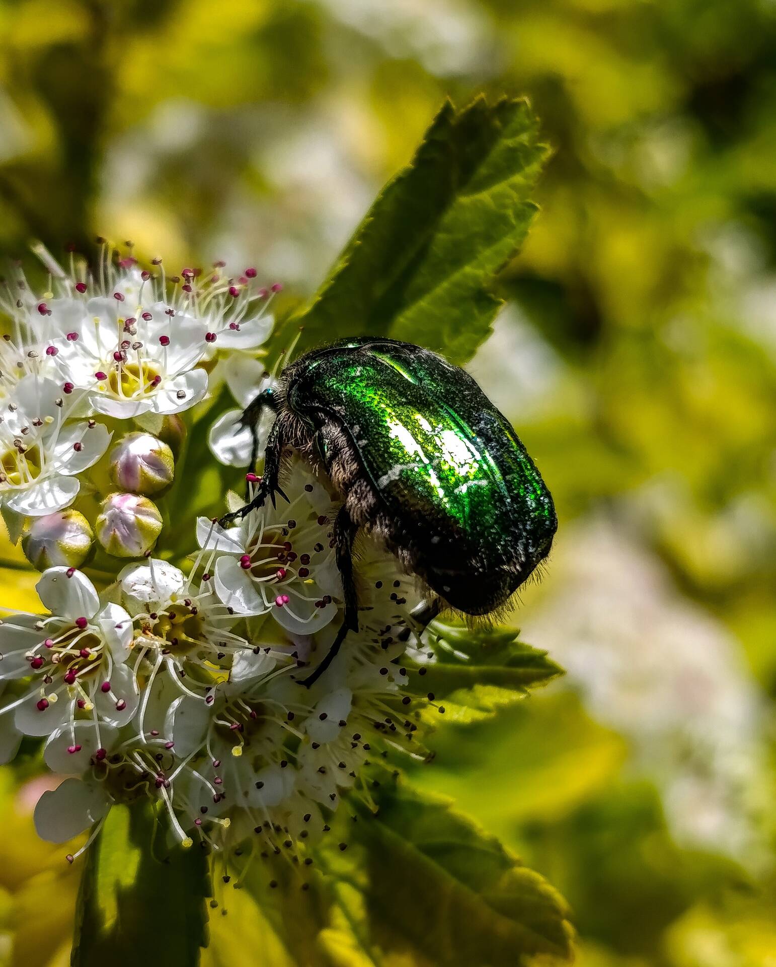 Cetonia aurata