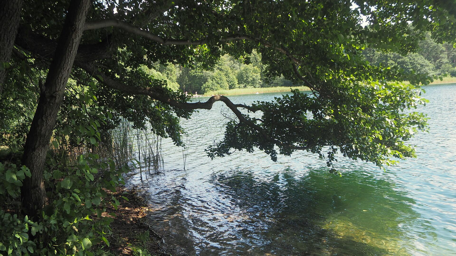 Jezioro otoczone zielenią