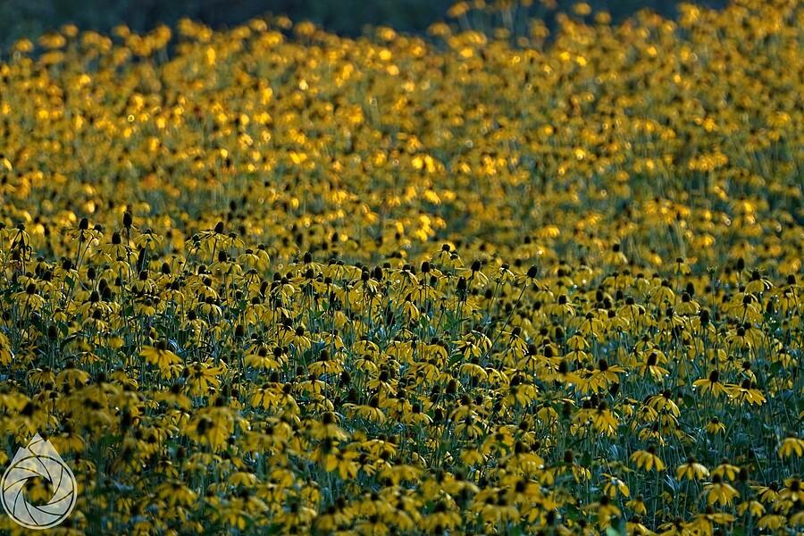 Dywany Rudbekii