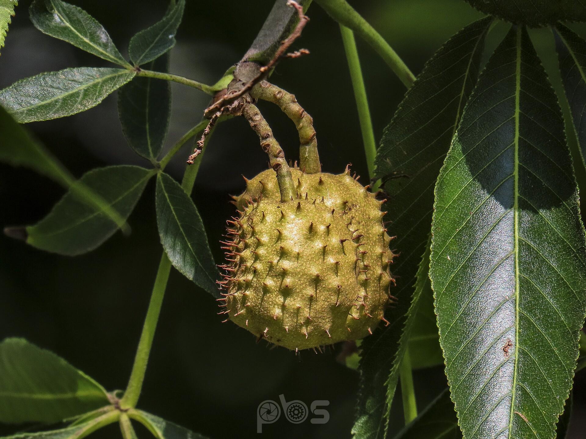 Ohio Buckeye