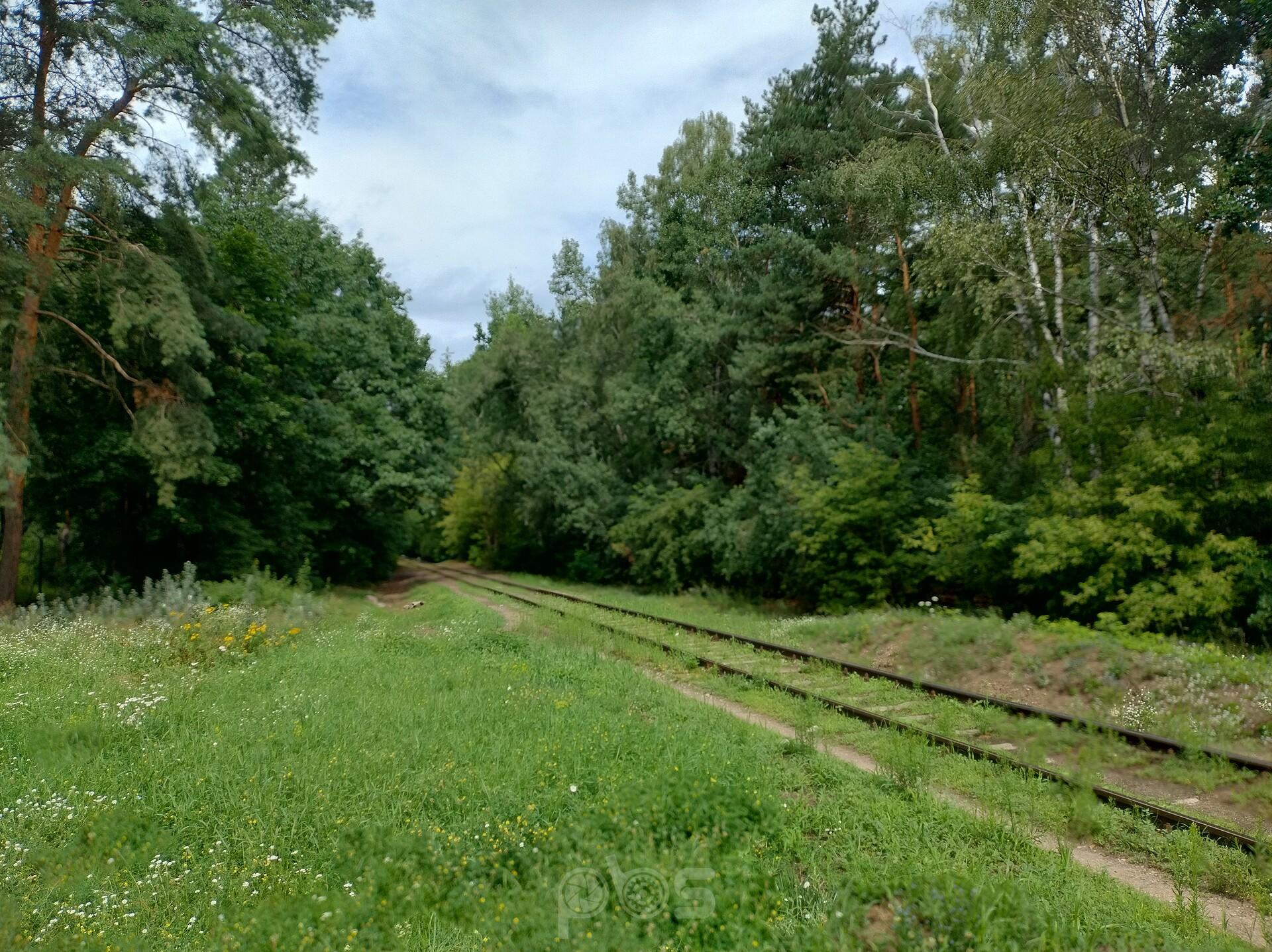 Tor przez las