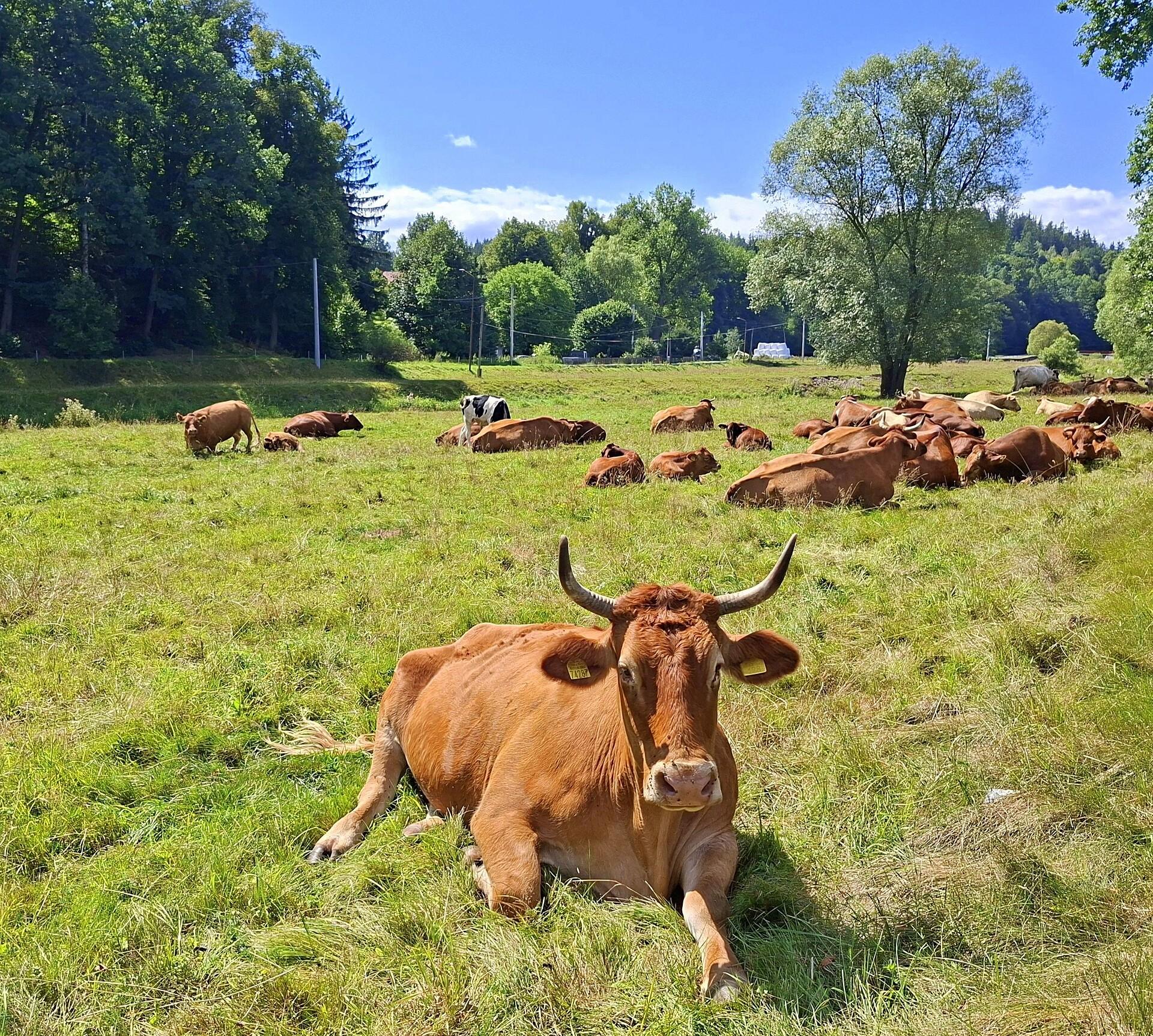 Zapoznanie z krówką