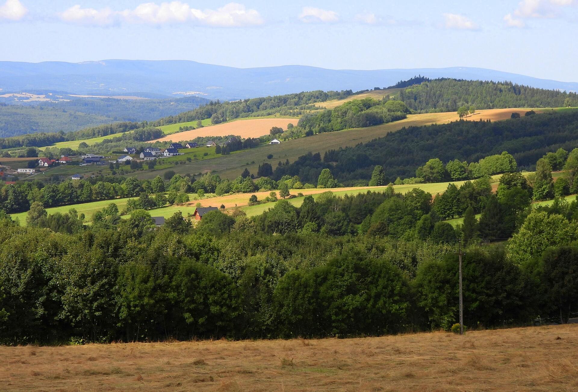 Poranne łąki