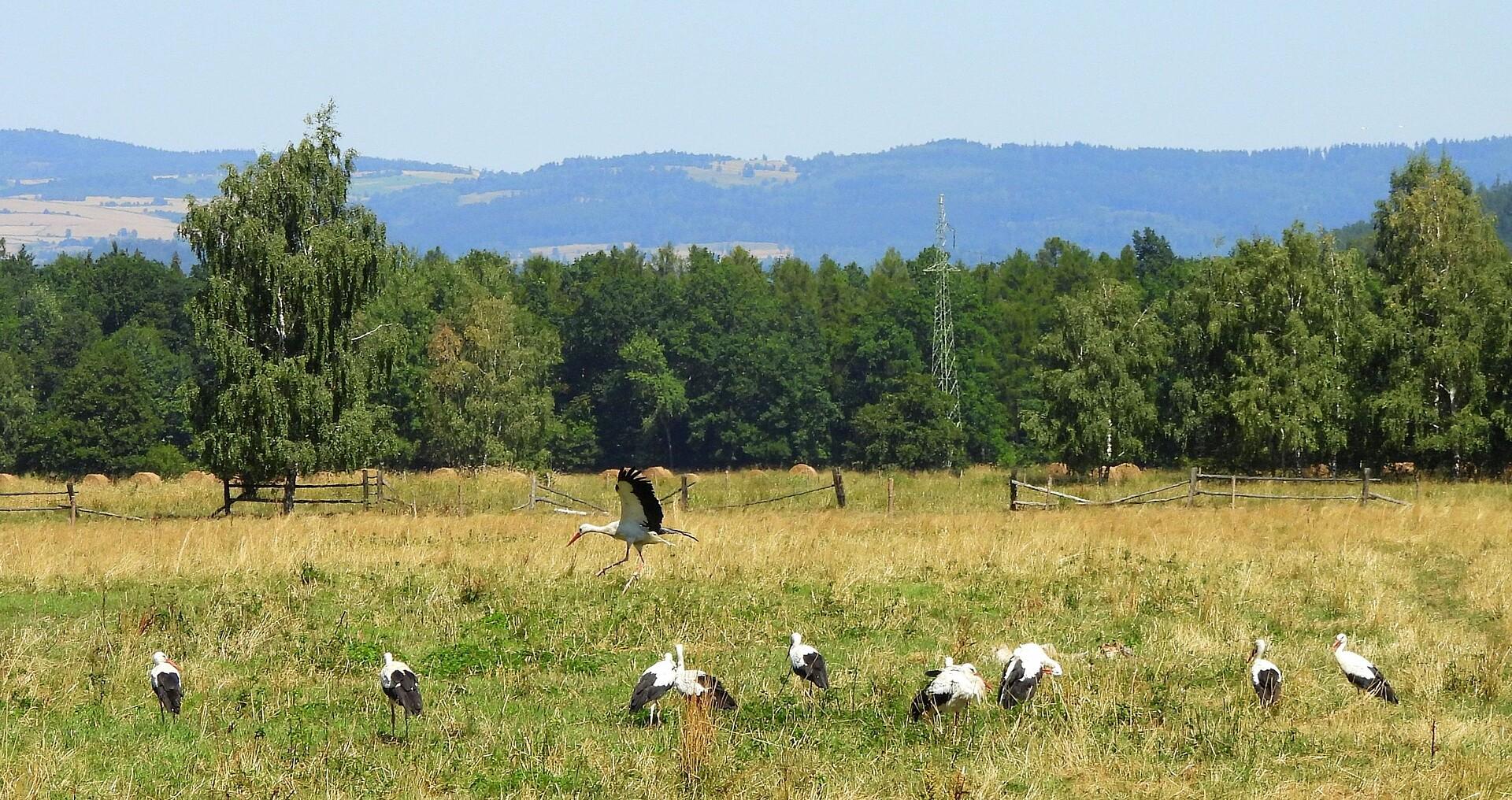 Górski sejmik bocianów