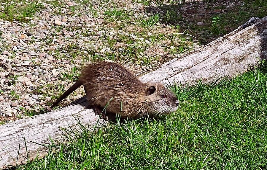 Nutria amerykańska