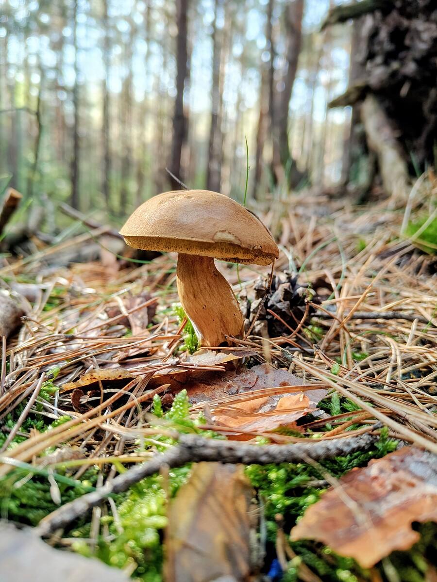 Podgrzybek.