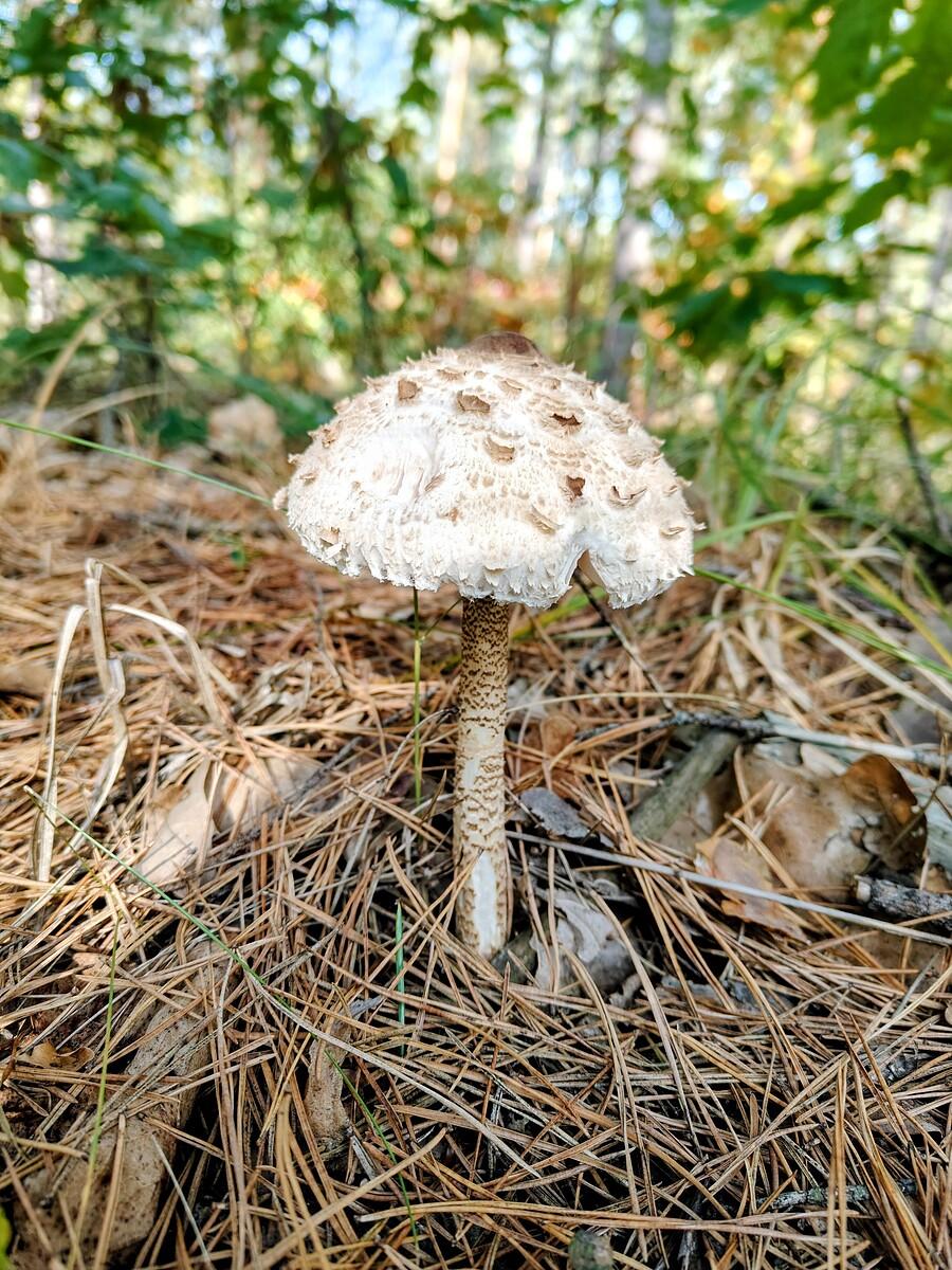 Młoda Czubajka Kania.