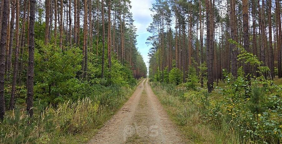 "Szutrówka" Do Niedźwiedzia