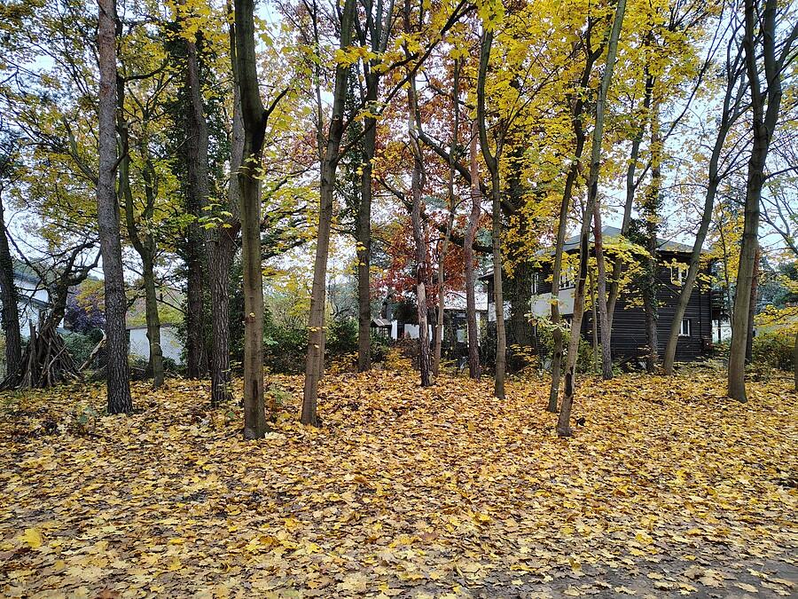 Drzewa jeszcze w kolorach